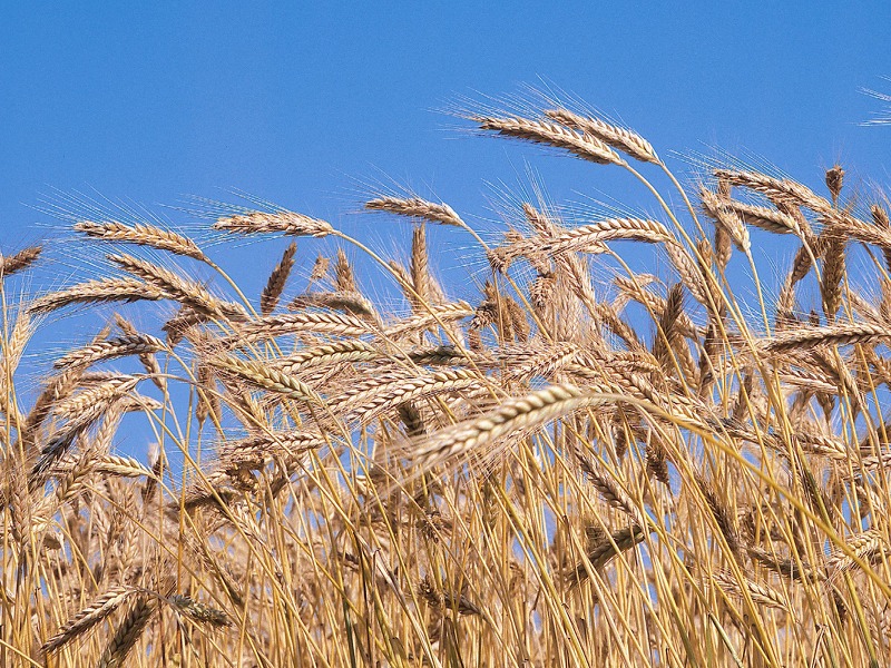 barley ingredients desktop