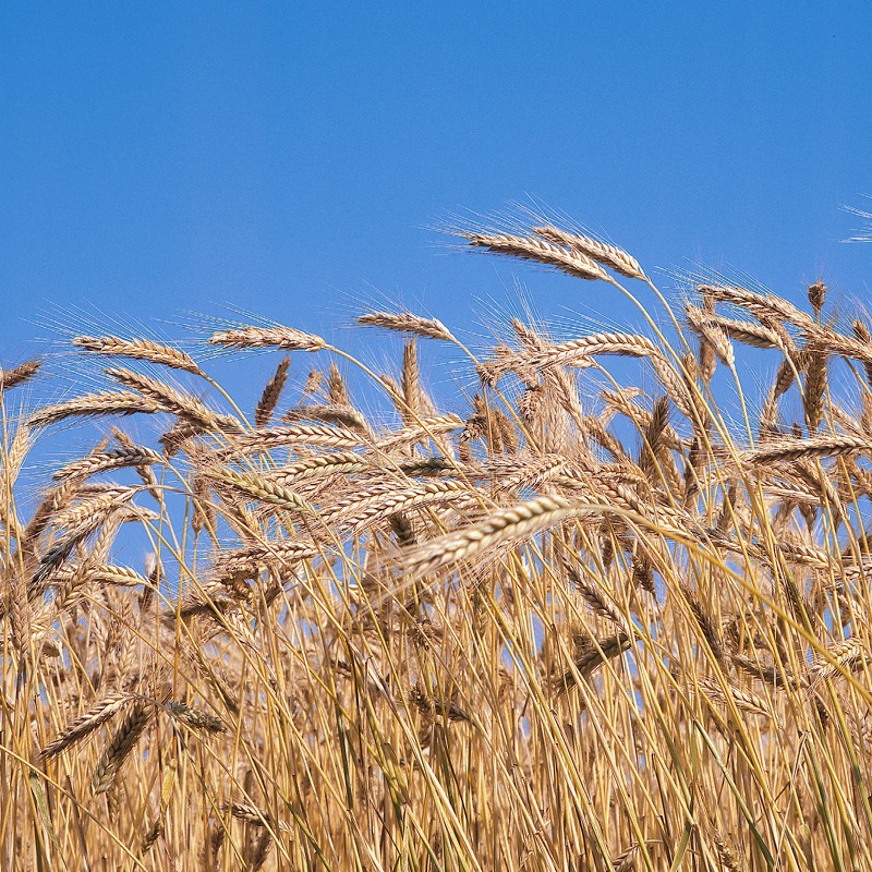 barley ingredients mobile