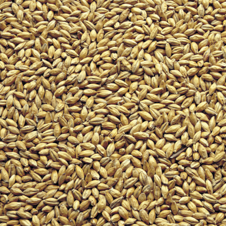 Barley seeds used to make Jameson Irish Whiskey