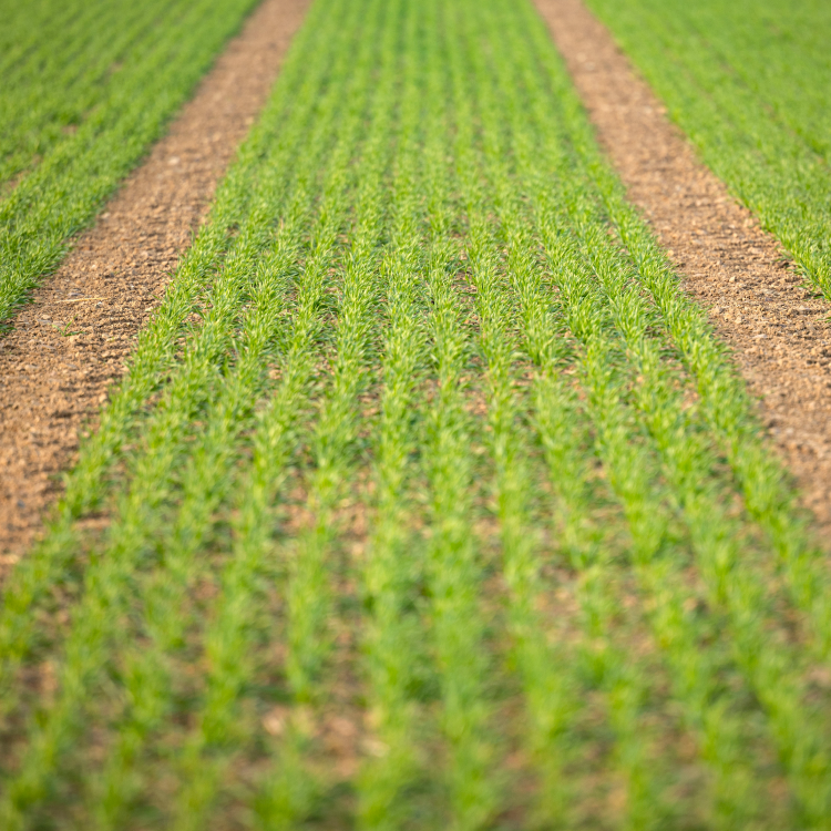 Whiskey grains growing in a field