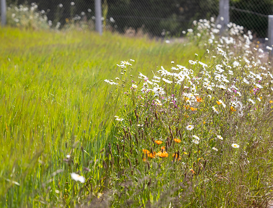 Wildflowers in the Irish countryside